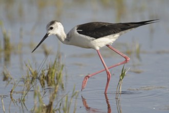 Black-winged Stilt (Himantopus himantopus), Austria