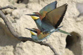 European Bee-eater (Merops apiaster), Austria