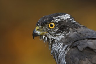 Northern Goshawk (Accipiter gentilis) female, Utrecht, Netherlands