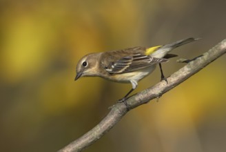 Myrtle Warbler (Setophaga coronata coronata) female, Ohio, USA
