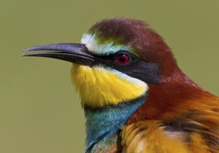 European Bee-eater (Merops apiaster), Extremadura, Spain