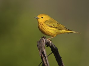 American Yellow Warbler (Setophaga aestiva) male, Ohio, USA