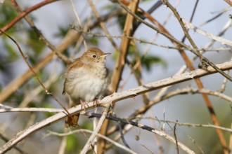 Common Nightingale (Luscinia megarhynchos), Baden-Wuerttemberg, Germany