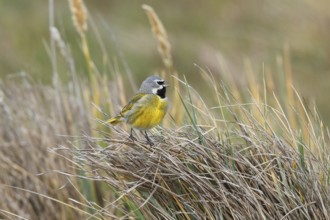 White-bridled Finch (Melanodera melanodera) male singing, Falkland Islands