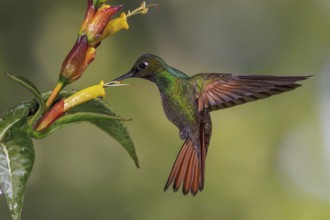 Brazilian Ruby (Clytolaema rubricauda) flying and feeding at a flower in the Atlantic rainforest of