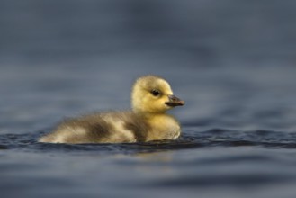 Bar-headed Goose (Anser indicus) juvenile, Utrecht, Netherlands