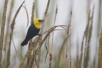 Yellow-hooded Blackbird (Chrysomus icterocephalus) male, Lima, Peru
