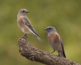 Western Bluebird (Sialia mexicana) pair, Oregon, USA