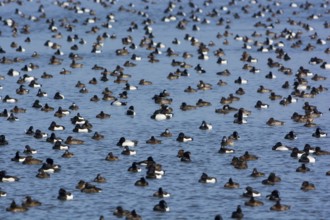 Greater Scaup & Tufted Duck (Aythya marila & Aythya fuligula) huge group on a lake,