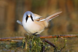 Bearded Reedling (Panurus biarmicus) male foraging in reedbed, Mecklenburg-Western, Pomerania,