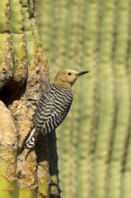 Gila Woodpecker Melanerpes uropygialis Tucson, Pima County, Arizona, United States 11 May Adult