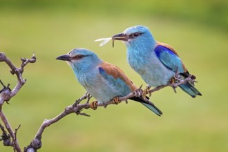 European Roller (Coracias garrulus) pair, Hungary