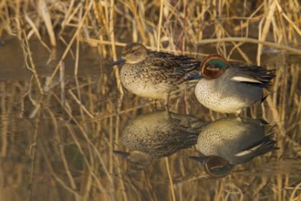 Eurasian Teal (Anas crecca), Rhineland-Palatinate, Germany