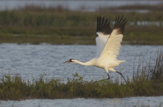 Whooping Crane (Grus americana) taking flight, Texas, USA