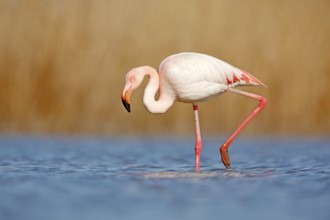 Beautiful pink bir in the water. Greater Flamingo, Phoenicopterus ruber, Nice pink big bird, head