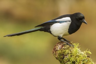 Eurasian magpie (Pica pica), perched on a branch, Castile and Leon, Spain