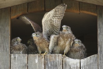 Common Kestrel (Falco tinnunculus) juvenile, Lower Saxony, Germany