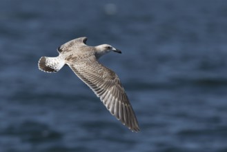 European Herring Gull (Larus argentatus) juvenile flying, Baltic Sea, Germany