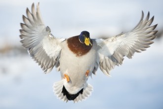 Mallard (Anas platyrhynchos) male flying, Lower Saxony, Germany