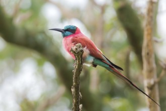 Northern Carmine Bee-eater (Merops nubicus) perched on a branch, Murchinson Falls National Park,