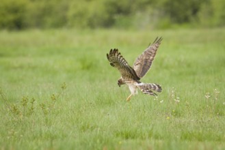 Montagu´s Harrier (Circus pygargus), adult female hunting, Galicia, Spain