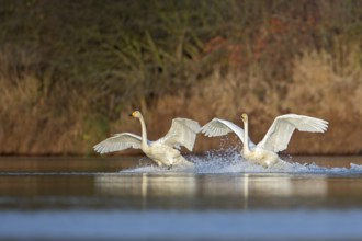 Whooper Swan (Cygnus cygnus), Saxony-Anhalt, Germany