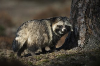 Raccoon dog (Nyctereutes procyonoides) adult in autumn forest, Bavaria, Germany