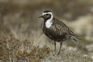 American Golden Plover (Pluvialis dominica), Manitoba, Canada