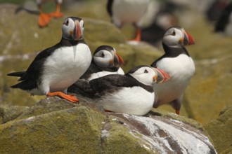 Atlantic Puffin (Fratercula arctica), Farne Islands, United Kingdom