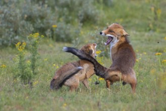Red Fox (Vulpes vulpes) mother and cub jumping and playing in grassland, Netherlands