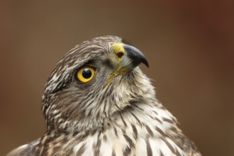 Northern Goshawk (Accipiter gentilis) juvenile, Utrecht, Netherlands