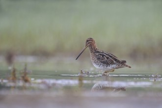 Common Snipe (Gallinago gallinago) foraging, North Rhine-Westphalia, Germany