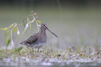 Common Snipe (Gallinago gallinago) foraging, North Rhine-Westphalia, Germany