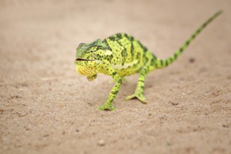 Flap-necked Chameleon (Chamaeleo dilepis) walking on sand, Sabi Sands, South Africa
