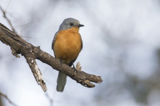 Silverbird (Empidornis semipartitus) perched on a branch, Serengeti, Tanzania