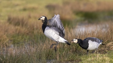 Barnacle Goose (Branta leucopsis) fighting, Netherlands