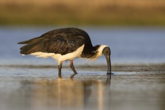 Straw-necked Ibis (Threskiornis spinicollis), Victoria, Australia
