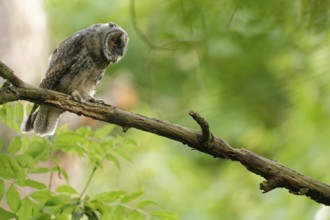Long-eared Owl (Asio otus), Saxony, Germany