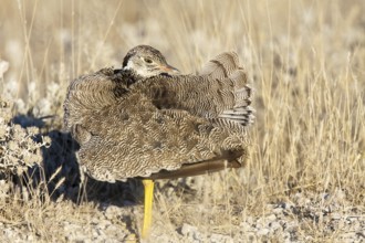 Northern Black Korhaan (Afrotis afraoides) female, Etosha, Namibia