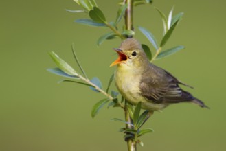 Icterine Warbler (Hippolais icterina) singing, Baden-Wuerttemberg, Germany