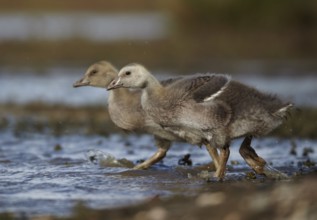 Greylag Goose (Anser anser) juvenile, Schleswig-Holstein, Germany