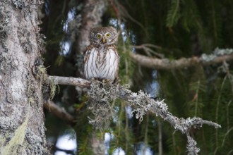 Eurasian Pygmy Owl (Glaucidium passerinum) female, Baden-Wuerttemberg, Germany