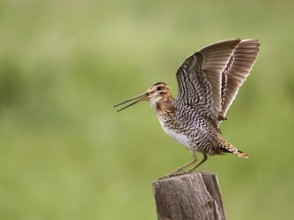 Wilson's Snipe (Gallinago delicata) calling from post, Saskatchewan, Canada