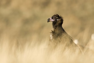 Cinereous Vulture (Aegypius monachus), Castile-La Mancha, Spain