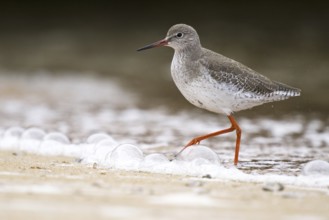Common Redshank (Tringa totanus), Asturias, Spain