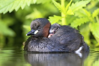 Little Grebe (Tachybaptus ruficollis) adult with chick, North Rhine-Westphalia, Germany