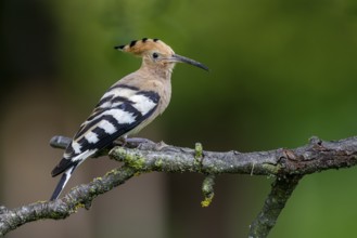 Eurasian Hoopoe (Upupa epops) perched on a branch, Carinthia, Austria