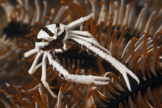 Federstern-Springkrebs, Allogalathea elegans Elegant Squat Lobster, Allogalathea elegans