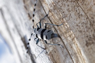 Rosalia Longicorn (Rosalia alpina) close-up on tree trunk, Bavaria, Germany