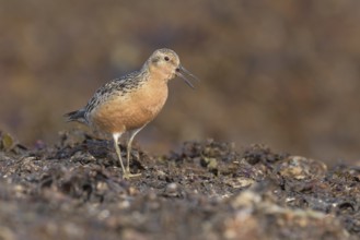 Red Knot (Calidris canutus) calling, Iceland